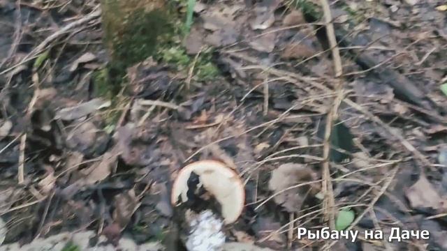 Грибы на каждом шагу. Собираю подосиновики и лисички. Большой урожай