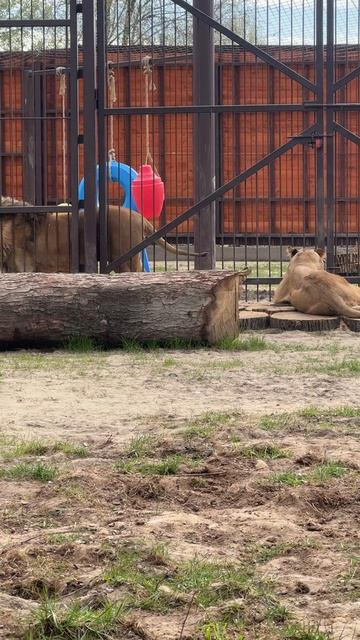 Такое дефиле и такой финал..