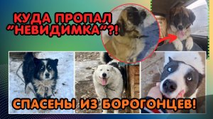 Из жизнь разделилась на до и после. Хорошие новости о наших Якутятах