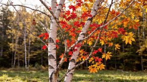 Берёза клёна полюбила-ст.А.Карповецкого,муз и вокал нейросеть,мастеринг и монтаж В.Зубковой