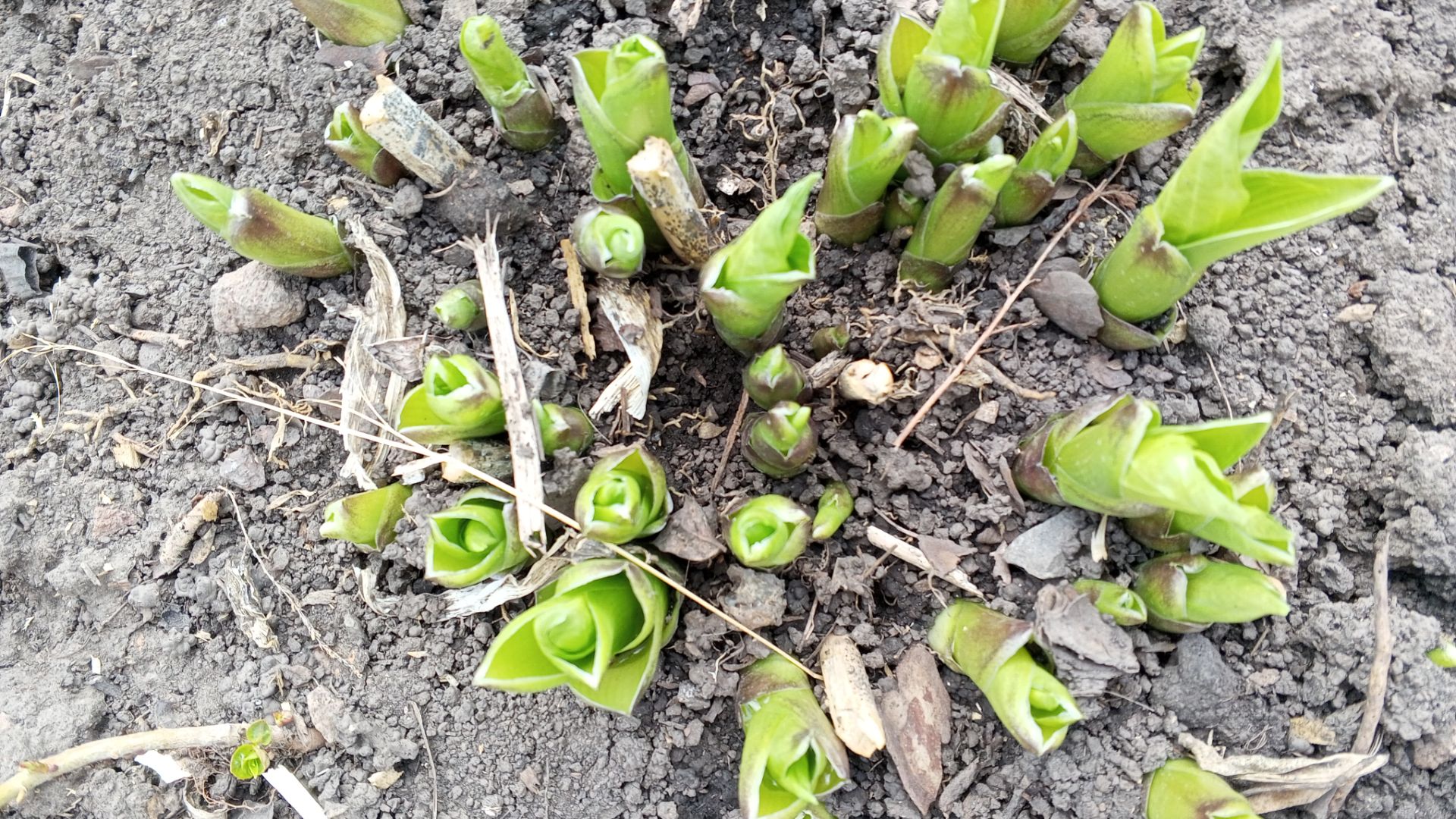 Показываю, как утеплила огурцы, как они чувствуют себя при нуле градусов? Про носики-курносики!