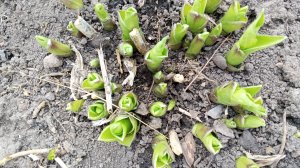 Показываю, как утеплила огурцы, как они чувствуют себя при нуле градусов? Про носики-курносики!