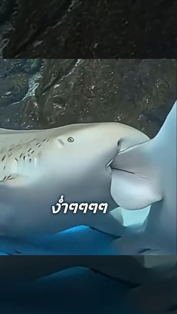 Посетители океанариума перепугались, увидев, что леопардовая акула пытается откусить плавник друга