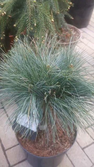 ❤🌲Сосна веймутова Блю Шег
✔Продажа растений в макс и телеграм канале: https://t.me/love_is_hvoiny_dv