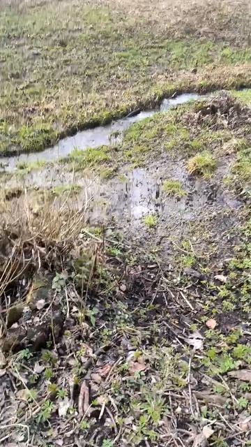 Ручей в парке