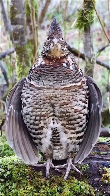 Посмотрите, как этот рябчик демонстрирует свой фирменный барабанный бой