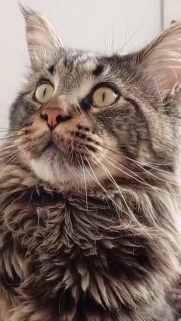 Арчик, успокойся! 🙀😻