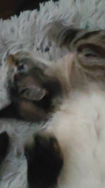 😽🤩🔥 Вот так просыпается Аксель😉 Слушайте со звуком!😸😄🤗