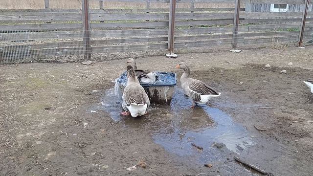 С рыжим котом Фоксом 🐱 на хозяйстве