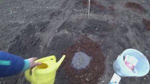 Как правильно посадить голубику