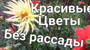 Красивые неприхотливые ЦВЕТЫ БЕЗ РАССАДЫ.  Посев в грунт в мае
