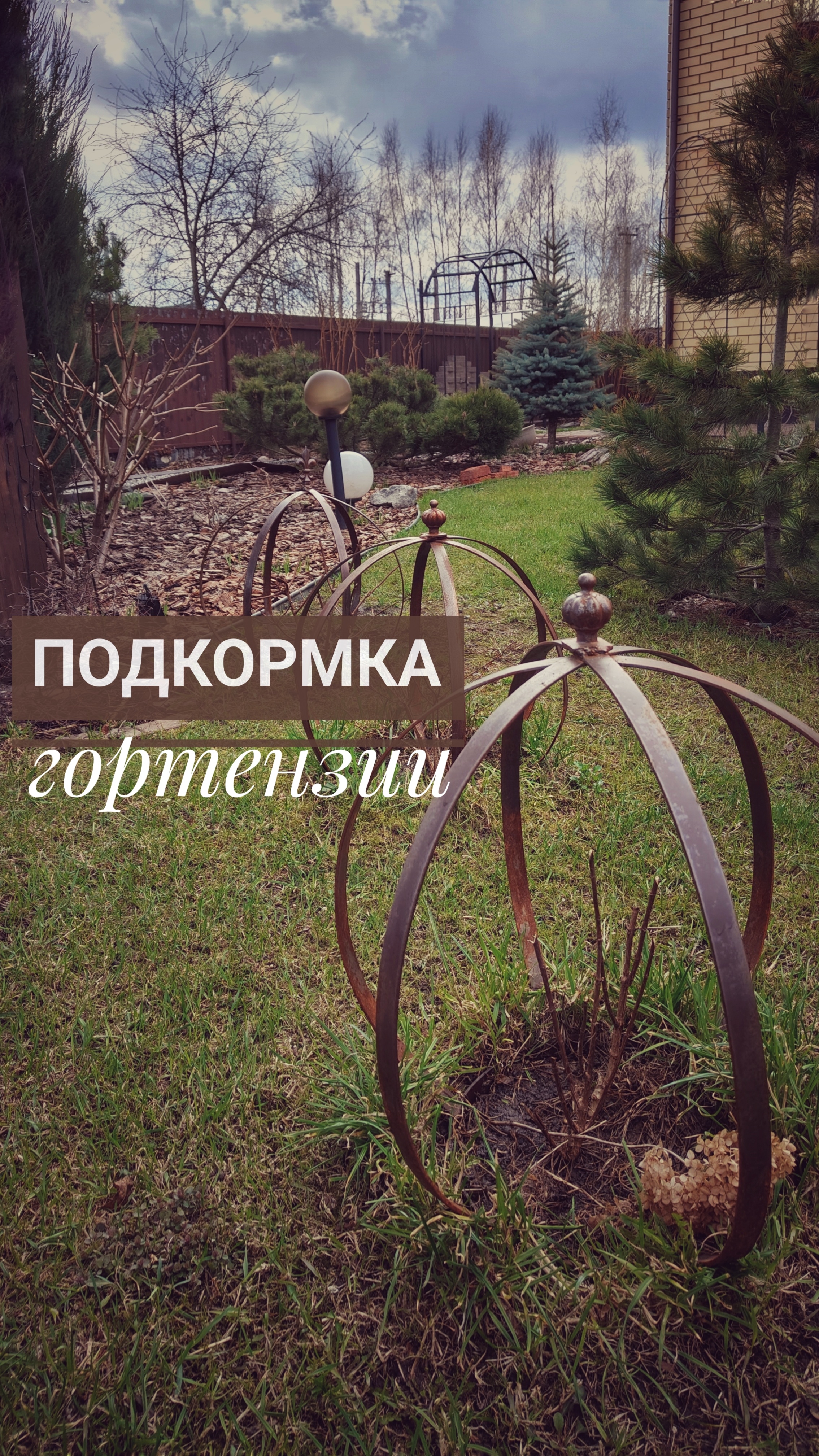 Весенняя подкормка гортензий🌿