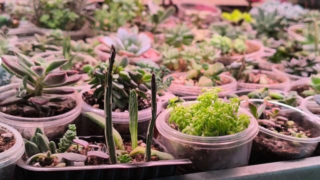 Суккуленты. Обзор растений.