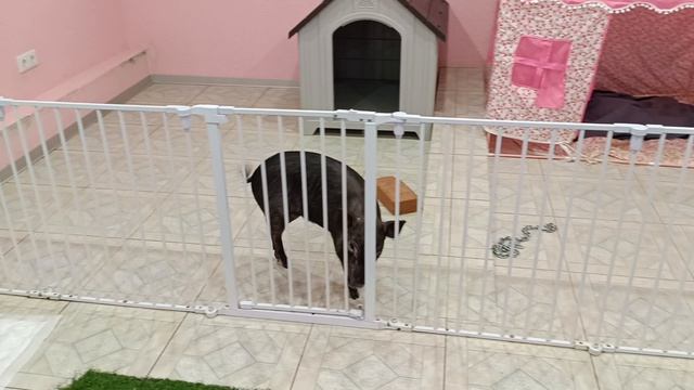 Минипиг Кэтрин танцует!) .mp4