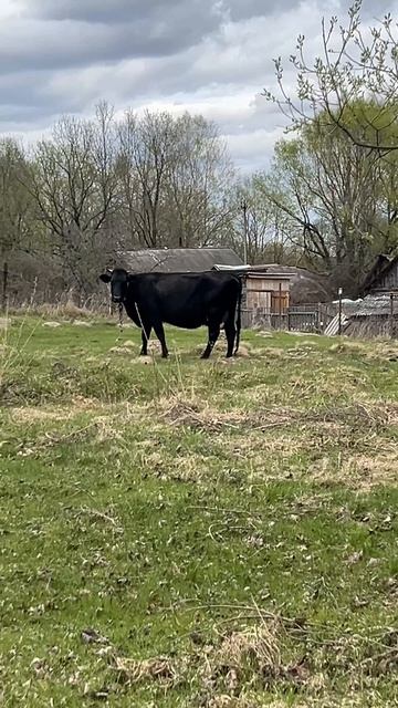 Коровки  #корова #деревенский #деревня |