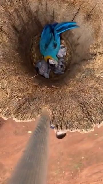 video_16102589598258.mp4