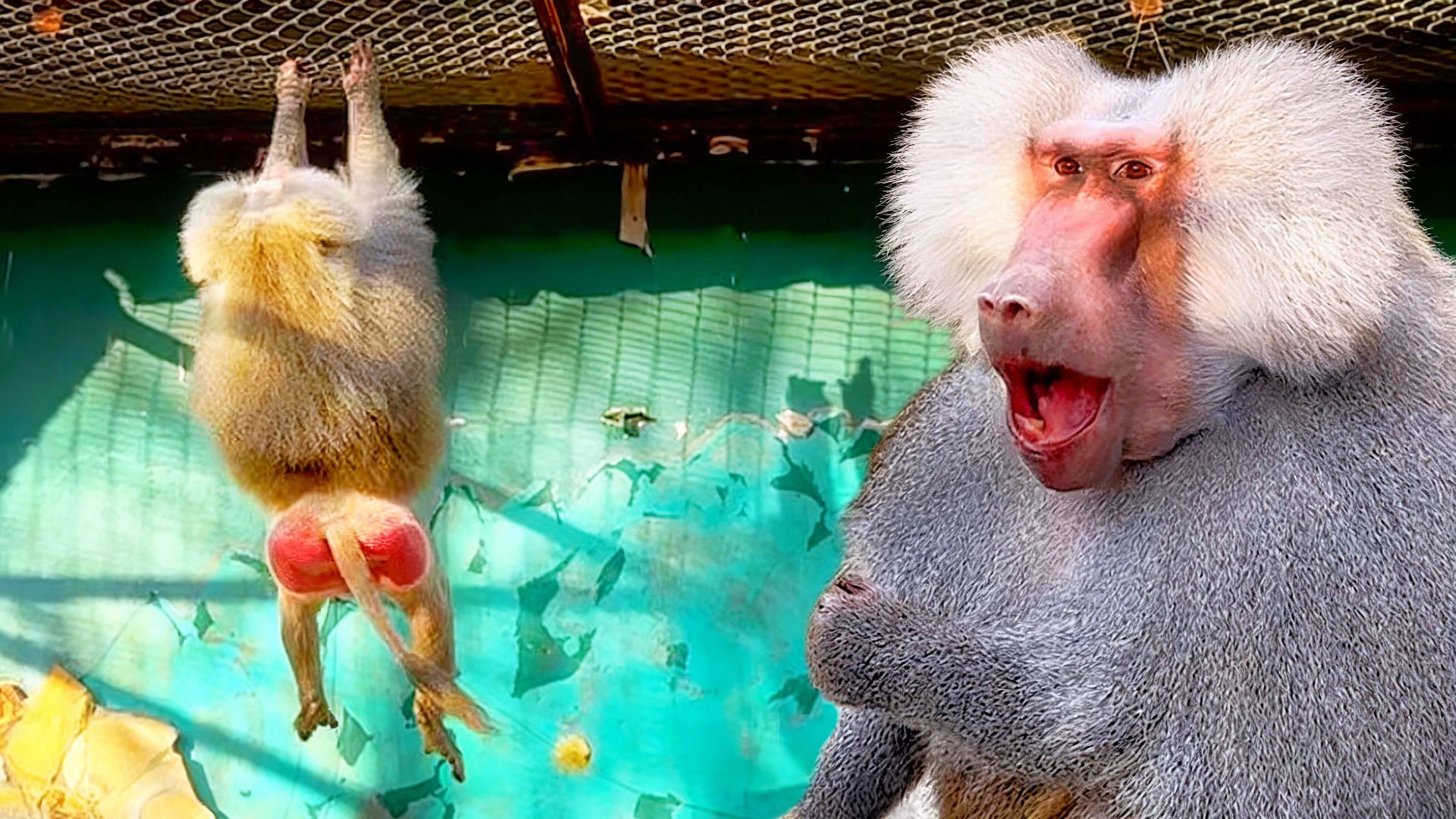 ПОВИС на сетке от ЖАДНОСТИ! Ромео гоняет пор вольеру Лоренцо! ОБМАНЫВАЕМ, чтоб угостить всех!