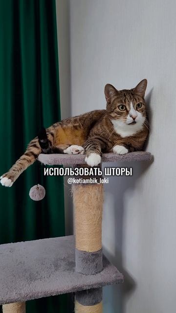 Котик почемучка😸