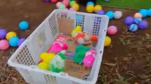 Поймай цветную курицу. МУЛЬТИКИ ДЛЯ ДЕТЕЙ.