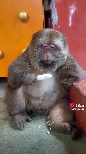 Умные и грустные глазки🥹#животные #обезьяна #люблюживотных #мороженое #зоопарк