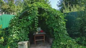 Про сад-огород и будущую стройку, 28 августа 2021 года