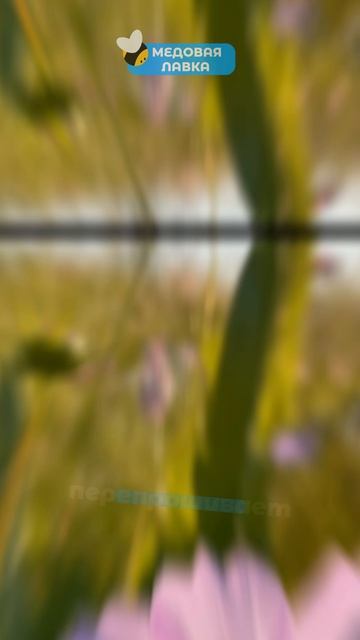 Пчелы РЕШАЮТ, кем ты станешь! 🧬🐝  #пчелы #факты #здоровье #мёд #пчеловодство