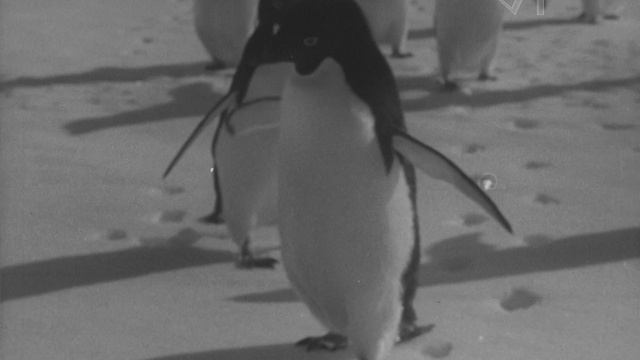 К/ж «Пионерия» (№ 8, 1956 г.), фрагмент.