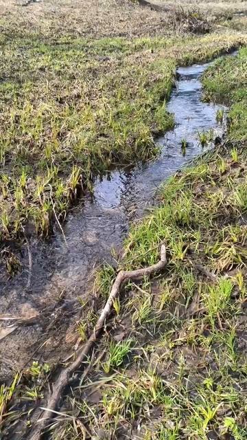 Ручей в парке