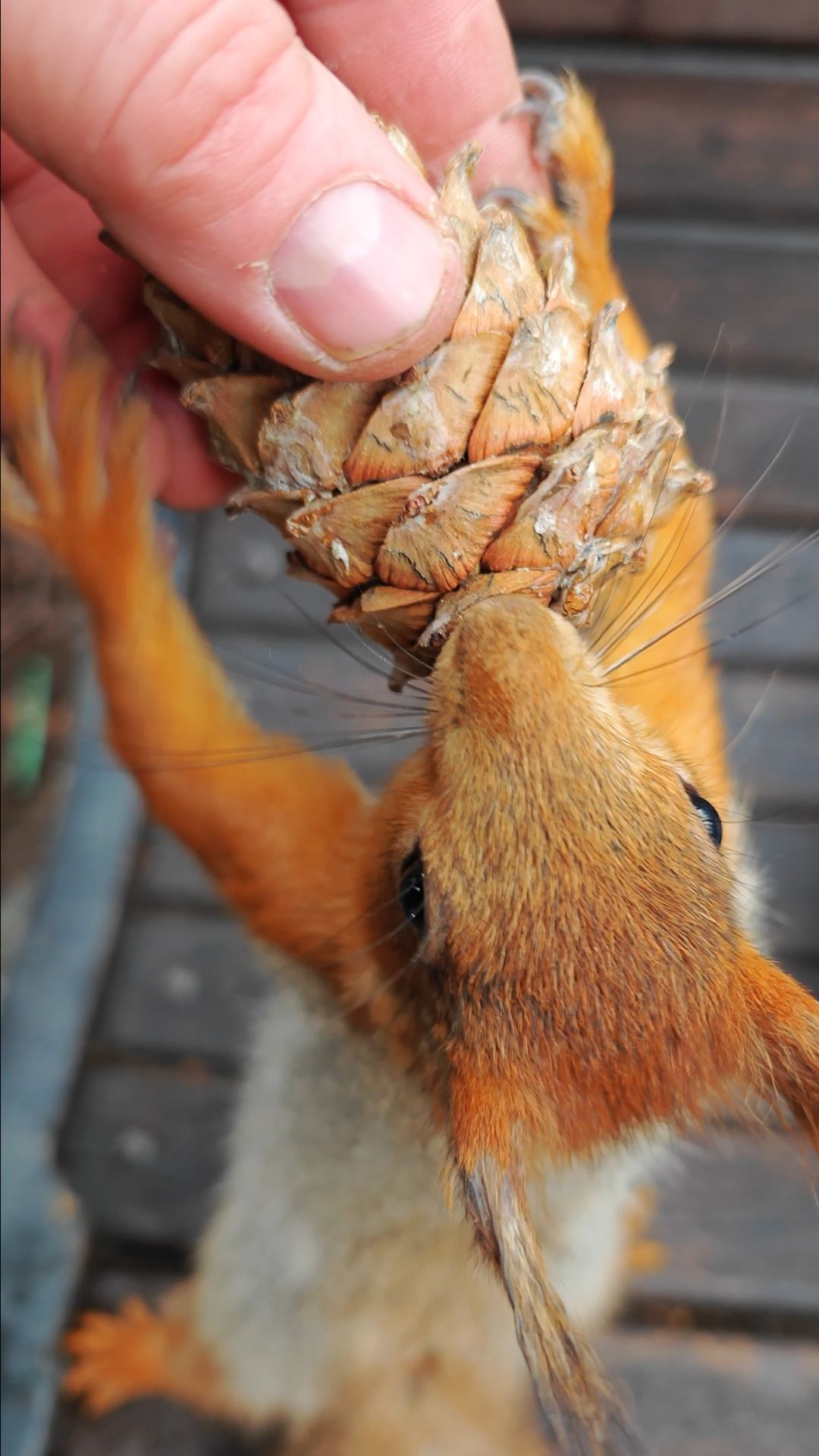 Белка пришла за шишкой