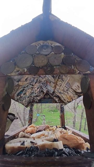 1000016286.mp4Кормушка.25.04.2026г.