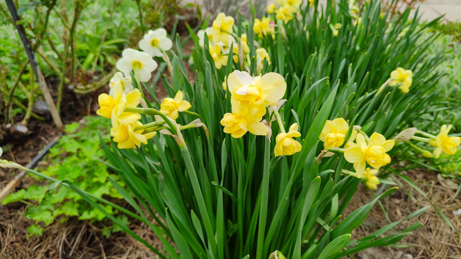 Продаю многоцветковые нарциссы и кувшинку сорт Аттракцион. Самовывоз. 25.04.2026 г. Пятигорск