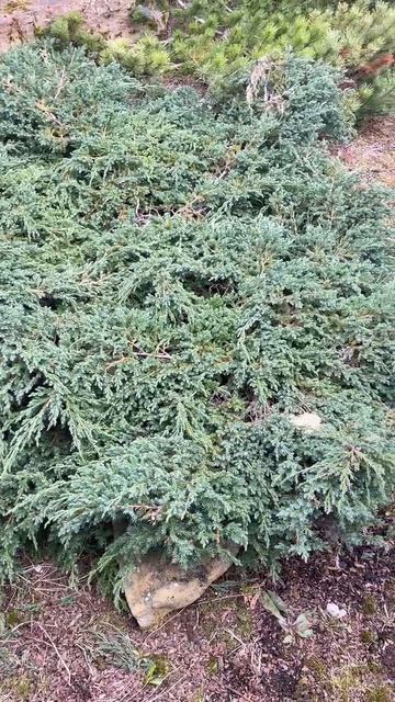 Видео от Агроном по защите растений