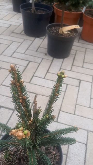 ❤🌲Ель Инверса малышеки 
✔Продажа растений в макс и телеграм канале: Https://t.me/love_is_hvoiny_dvor