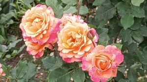 Восхитительная Френези (Frenesi)