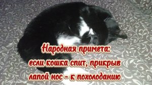 Народная примета: кошка спит, прикрыв лапой нос - к похолоданию