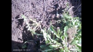 Избавляемся от сорной растительности грамотно.