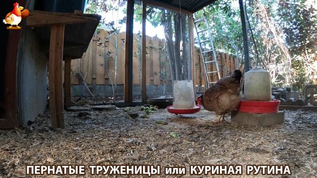 Куриная рутина – что делают куры на выгуле 😂 эпизод (157)