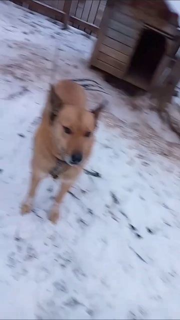 Пёс Цезарь 🦮