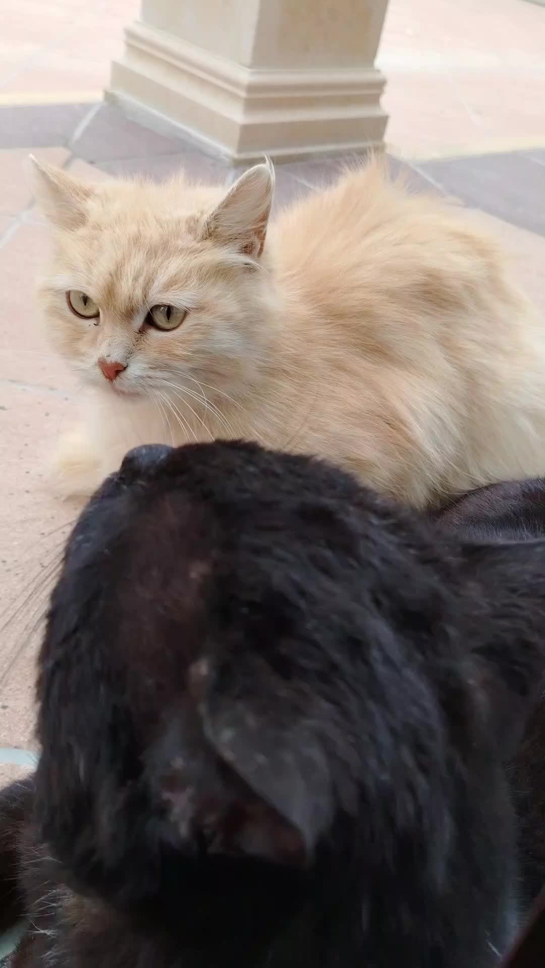 трансляция от Шамиля с котиками