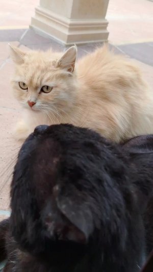 трансляция от Шамиля с котиками