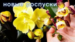 #189 ОрхоVLOG жду цветения и новые роспуски.