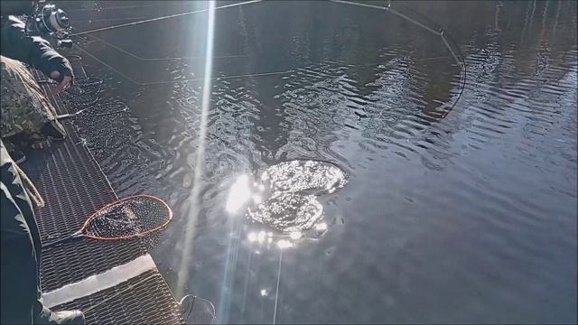 На запуске хорошо работают блёсны. Спорт-зона. Клёвое место Лосиный остров.