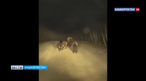 В Зилаирском районе Башкирии косолапые устроили забег