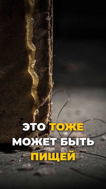 Что едят тараканы у Вас дома