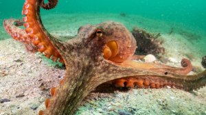 🐙ТРИ СЕРДЦА И 🌊СИНЯЯ КРОВЬ: 🧠ГЕНИЙ БЕЗ МОЗГА