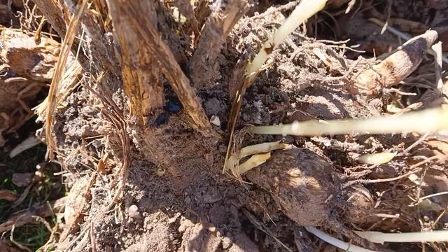 Мои георгины хорошо себя чувствуют после зимней спячки.