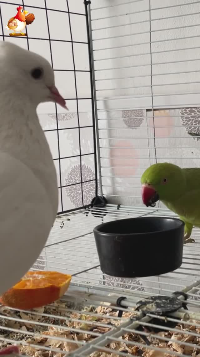 Зеленый попугай и белый голубь (29)