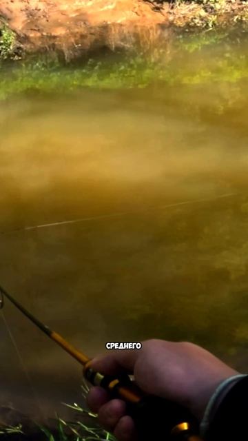 ПОТРЯСАЮЩИЙ ВОБЛЕР 🔥 но редкий 😔 Аналоги в ТГ: Legkayarybalka ✅ #рыбалка #спиннинг #воблер