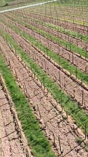 Rudesheim_am_Rhein Рюдесхайм на Рейне_25_04_2026