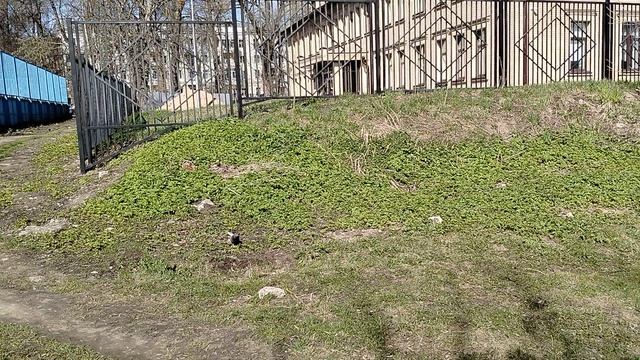 коллектор убил школьника.